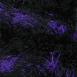 Stripes Black-Purple Stripes Black-Purple