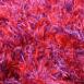 Magic Scarf - Red Purple Mix Magic Scarf - Red Purple Mix